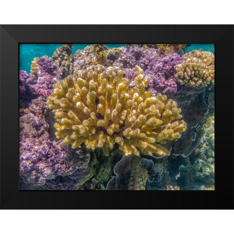 French Polynesia- Bora Bora. Close-up of coral garden. Black Modern Wood Framed Art Print by Jaynes Gallery