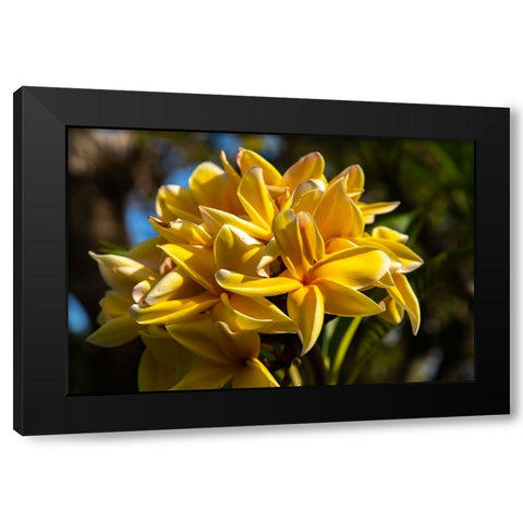 French Polynesia- Tahaa. Close-up of yellow plumeria blossoms. Black Modern Wood Framed Art Print with Double Matting by Jaynes Gallery