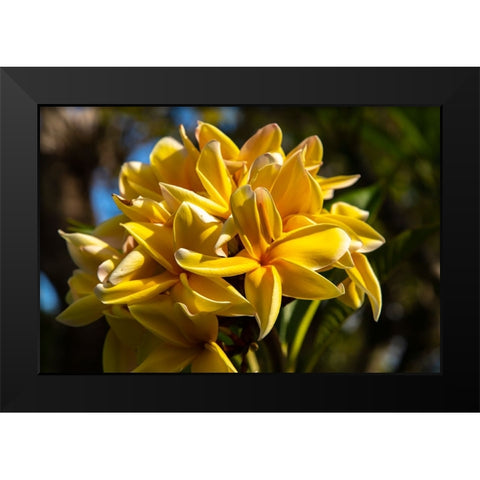 French Polynesia- Tahaa. Close-up of yellow plumeria blossoms. Black Modern Wood Framed Art Print by Jaynes Gallery