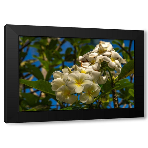 French Polynesia- Tahaa. Close-up of white plumeria blossoms. Black Modern Wood Framed Art Print with Double Matting by Jaynes Gallery