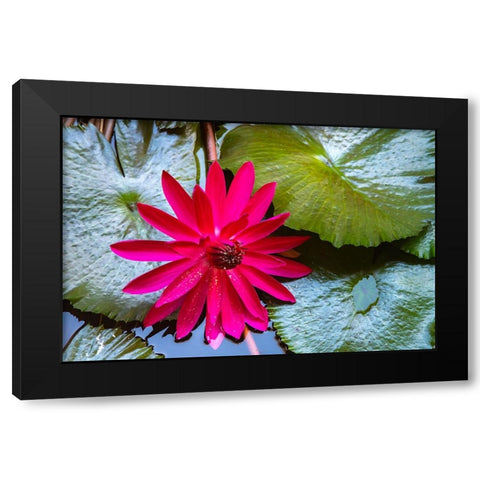 French Polynesia- Moorea. Lotus blossom and pads close-up. Black Modern Wood Framed Art Print with Double Matting by Jaynes Gallery