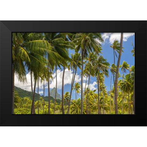 French Polynesia- Moorea. Bali Hai mountain and palm trees. Black Modern Wood Framed Art Print by Jaynes Gallery