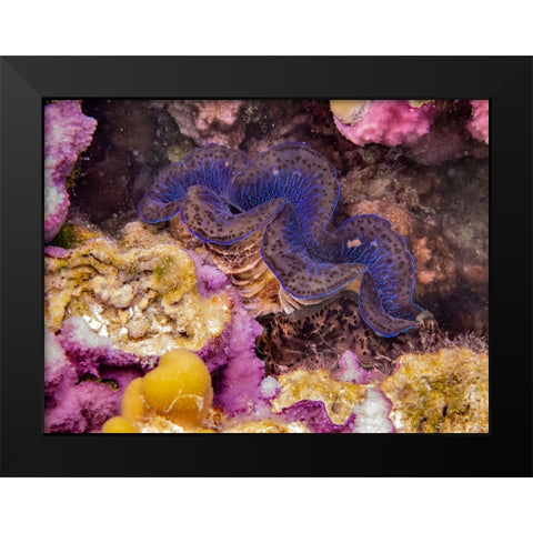 French Polynesia- Tahaa. Giant clam and coral underwater. Black Modern Wood Framed Art Print by Jaynes Gallery