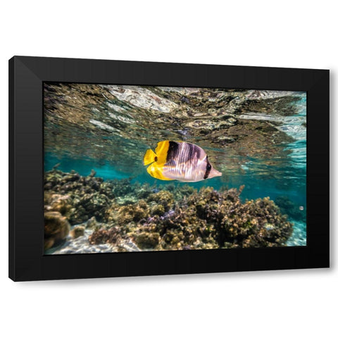French Polynesia- Tahaa. Coral scenic with lone Pacific double-saddle butterflyfish. Black Modern Wood Framed Art Print with Double Matting by Jaynes Gallery