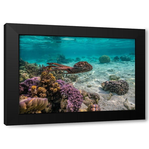 French Polynesia- Tahaa. Close-up of octopus moving. Black Modern Wood Framed Art Print by Jaynes Gallery