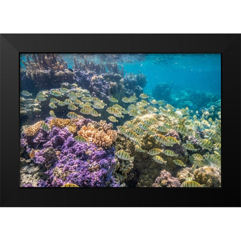 French Polynesia- Bora Bora. School of convict surgeonfish and coral. Black Modern Wood Framed Art Print by Jaynes Gallery