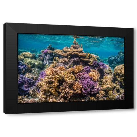 French Polynesia- Bora Bora. Close-up of coral garden. Black Modern Wood Framed Art Print with Double Matting by Jaynes Gallery