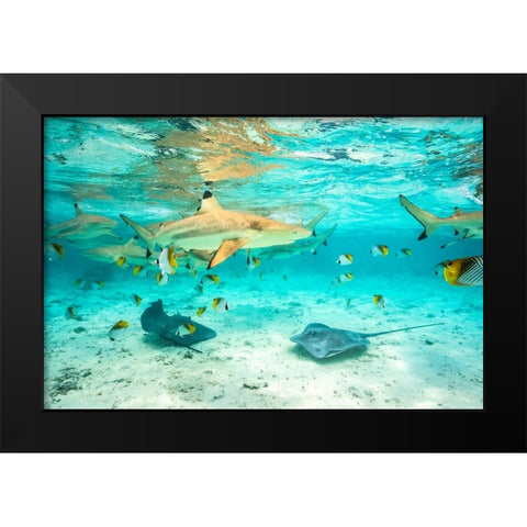 French Polynesia- Bora Bora. Black-tip reef sharks and stingrays. Black Modern Wood Framed Art Print by Jaynes Gallery