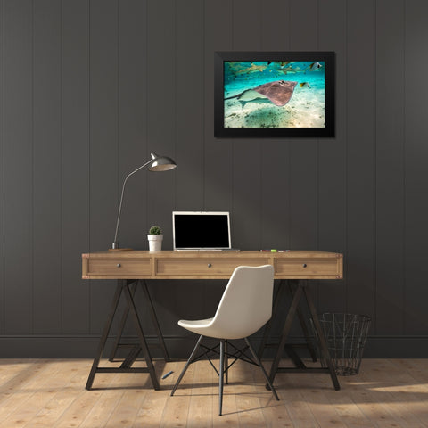 French Polynesia- Bora Bora. Black tip reef sharks and stingray. Black Modern Wood Framed Art Print by Jaynes Gallery