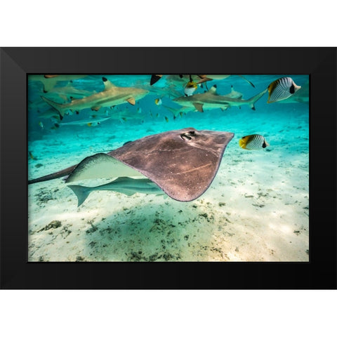 French Polynesia- Bora Bora. Black tip reef sharks and stingray. Black Modern Wood Framed Art Print by Jaynes Gallery