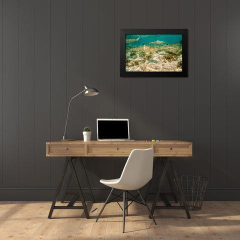 French Polynesia- Bora Bora. Black-tipped reef sharks close-up. Black Modern Wood Framed Art Print by Jaynes Gallery
