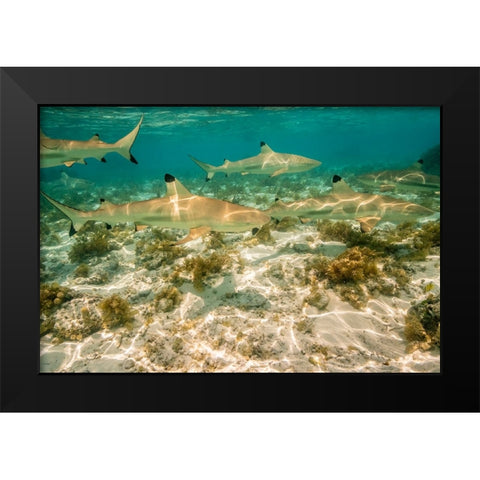 French Polynesia- Bora Bora. Black-tipped reef sharks close-up. Black Modern Wood Framed Art Print by Jaynes Gallery
