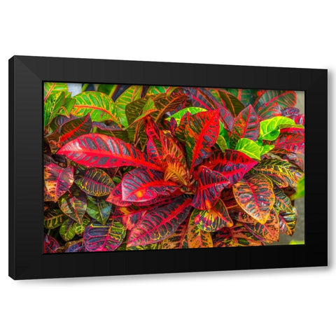 Colorful leaves-Moorea-Tahiti-French Polynesia Black Modern Wood Framed Art Print with Double Matting by Perry, William