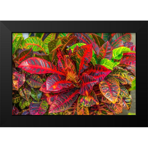 Colorful leaves-Moorea-Tahiti-French Polynesia Black Modern Wood Framed Art Print by Perry, William