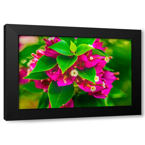 Pink bougainvillea closeup-Moorea-Tahiti-French Polynesia Black Modern Wood Framed Art Print with Double Matting by Perry, William