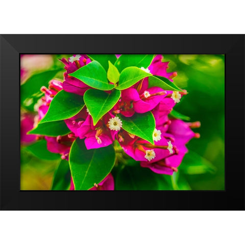 Pink bougainvillea closeup-Moorea-Tahiti-French Polynesia Black Modern Wood Framed Art Print by Perry, William