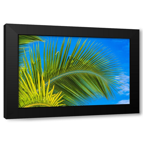 Green palm fronds-Moorea-Tahiti-French Polynesia Black Modern Wood Framed Art Print by Perry, William