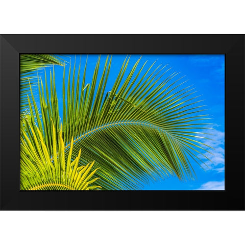 Green palm fronds-Moorea-Tahiti-French Polynesia Black Modern Wood Framed Art Print by Perry, William