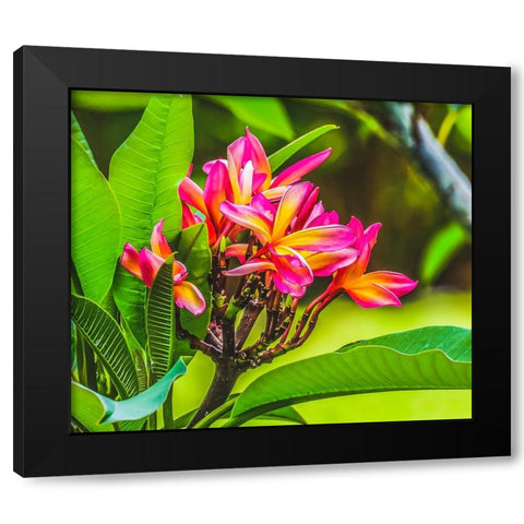 Frangipani Plumeria-Moorea-Tahiti-French Polynesia Black Modern Wood Framed Art Print by Perry, William