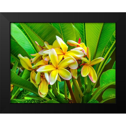 Frangipani plumeria-Moorea-Tahiti-French Polynesia Black Modern Wood Framed Art Print by Perry, William