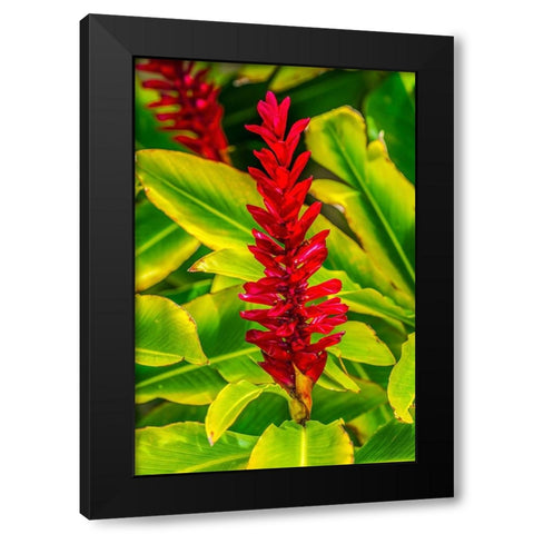 Pinecone ginger-Moorea-Tahiti-French Polynesia-Native to Malaysia Black Modern Wood Framed Art Print by Perry, William