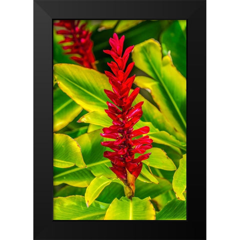 Pinecone ginger-Moorea-Tahiti-French Polynesia-Native to Malaysia Black Modern Wood Framed Art Print by Perry, William