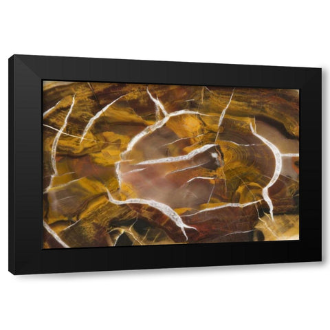 Argentina Close-up of petrified wood Black Modern Wood Framed Art Print by Kirkland, Dennis