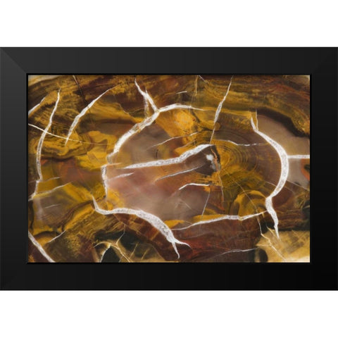 Argentina Close-up of petrified wood Black Modern Wood Framed Art Print by Kirkland, Dennis