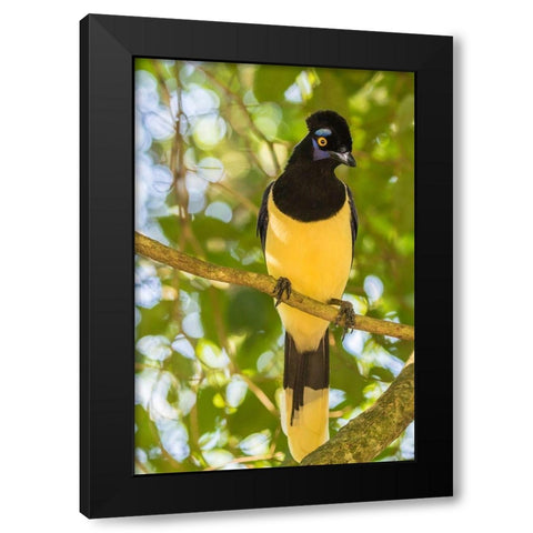 Argentina-Iguazu Falls National Park Plush-crested jay in tree  Black Modern Wood Framed Art Print with Double Matting by Jaynes Gallery