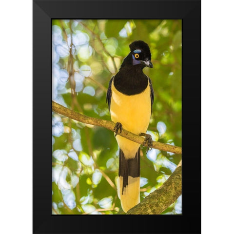 Argentina-Iguazu Falls National Park Plush-crested jay in tree  Black Modern Wood Framed Art Print by Jaynes Gallery