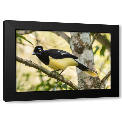 Argentina-Iguazu Falls National Park Plush-crested jay in tree  Black Modern Wood Framed Art Print with Double Matting by Jaynes Gallery