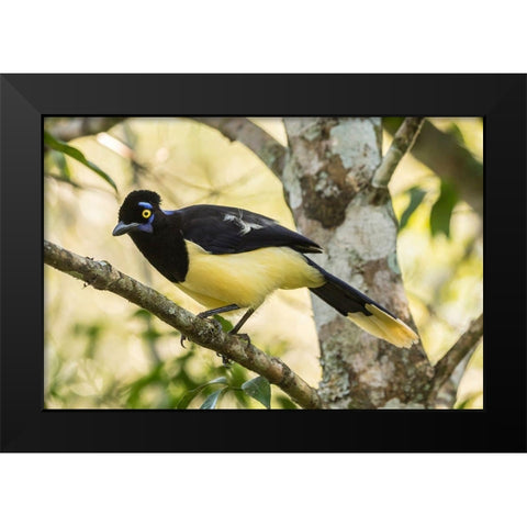Argentina-Iguazu Falls National Park Plush-crested jay in tree  Black Modern Wood Framed Art Print by Jaynes Gallery