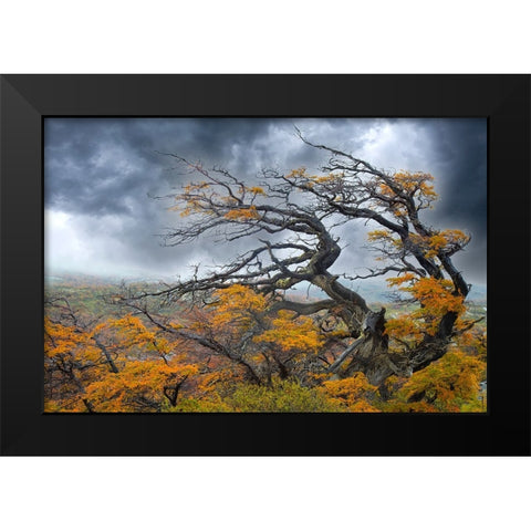 Argentina-Patagonia-Fierce winds have shaped these trees Black Modern Wood Framed Art Print by Jaynes Gallery
