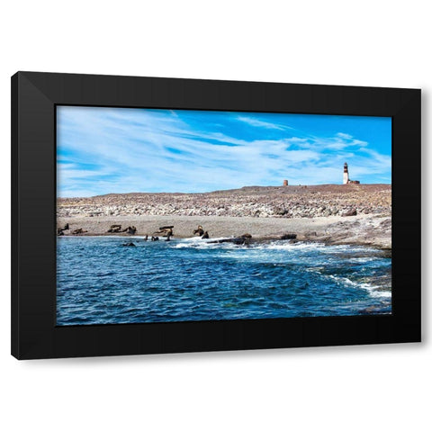 Argentina-Santa Cruz Puerto Deseado-Isla Pinguino (Penguin Island)-sea lions Black Modern Wood Framed Art Print with Double Matting by Molinari, Michele