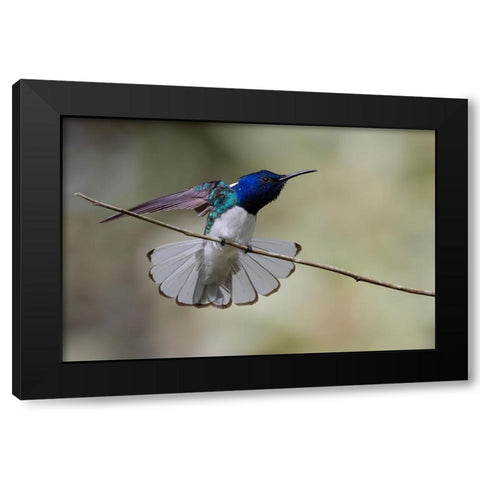 Belize-Central America-White-necked Jacobin-Feeding at Chan Chick Ecolodge Black Modern Wood Framed Art Print by Norring, Tom