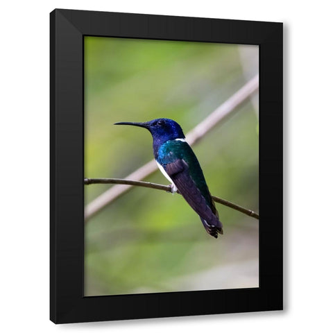 Belize-Central America-White-necked Jacobin-Feeding at Chan Chick Ecolodge Black Modern Wood Framed Art Print by Norring, Tom