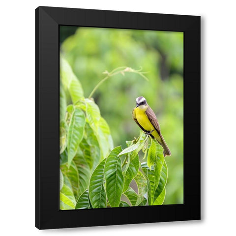 Belize-Central America-Tropical Kingbird Black Modern Wood Framed Art Print with Double Matting by Norring, Tom