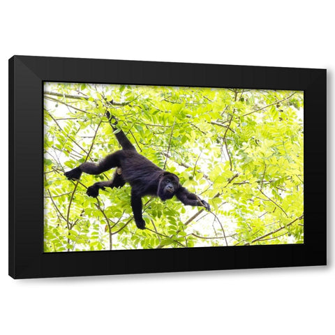Belize-Central America-Howler Monkey-Their howling can travel up to 5 km in the dense tropical fore Black Modern Wood Framed Art Print by Norring, Tom