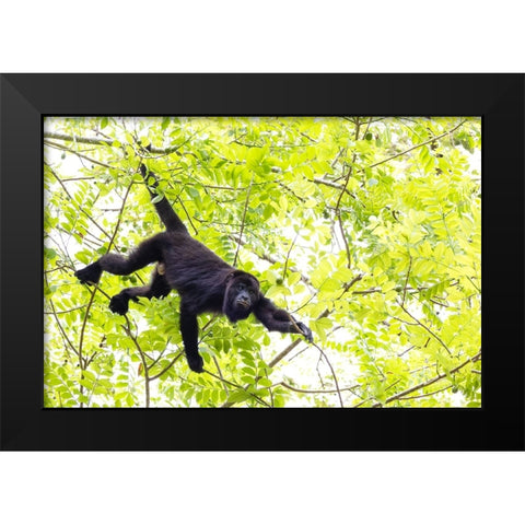 Belize-Central America-Howler Monkey-Their howling can travel up to 5 km in the dense tropical fore Black Modern Wood Framed Art Print by Norring, Tom