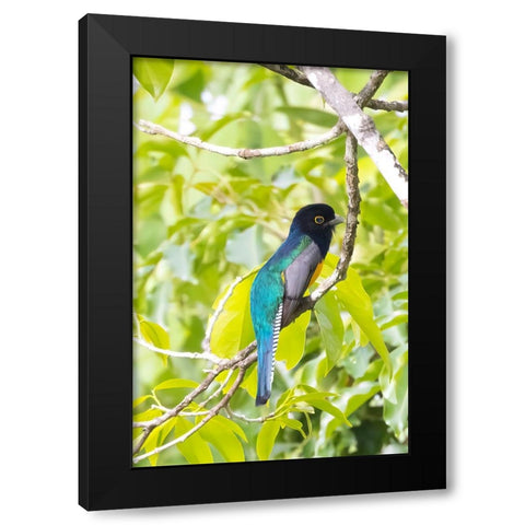 Belize-Central America-Gartered Trogon with iridescent bluish back Black Modern Wood Framed Art Print with Double Matting by Norring, Tom