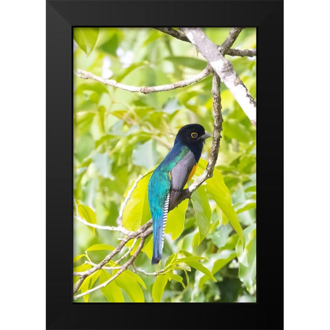 Belize-Central America-Gartered Trogon with iridescent bluish back Black Modern Wood Framed Art Print by Norring, Tom