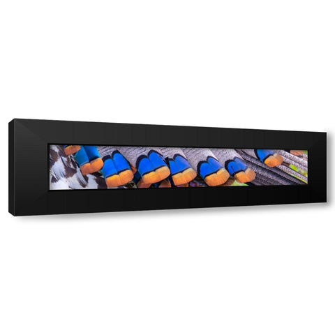 Belize-Central America-Colors of the ocellated turkeys Black Modern Wood Framed Art Print by Norring, Tom