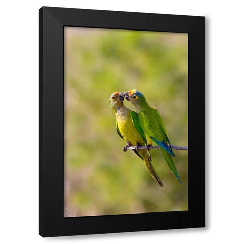 Brazil, Pantanal Peach-fronted parakeets pair Black Modern Wood Framed Art Print with Double Matting by Williams, Joanne