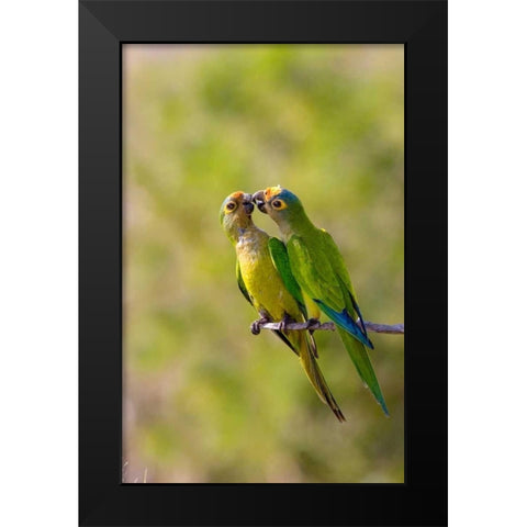 Brazil, Pantanal Peach-fronted parakeets pair Black Modern Wood Framed Art Print by Williams, Joanne
