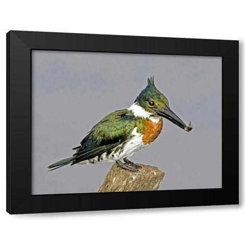 Brazil, Pantanal Amazon kingfisher with fish Black Modern Wood Framed Art Print by Williams, Joanne