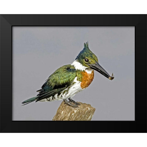 Brazil, Pantanal Amazon kingfisher with fish Black Modern Wood Framed Art Print by Williams, Joanne