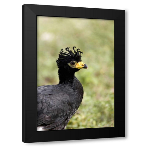Brazil, Pantanal Bare-faced curassow Black Modern Wood Framed Art Print by Williams, Joanne