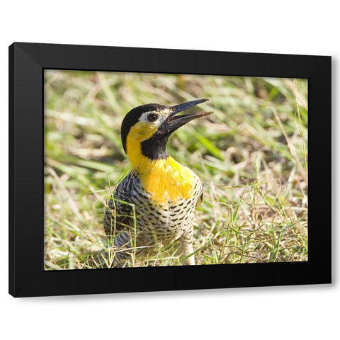 Brazil, Pantanal Campo flicka in ground cover Black Modern Wood Framed Art Print with Double Matting by Williams, Joanne