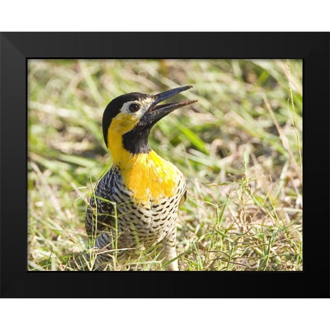 Brazil, Pantanal Campo flicka in ground cover Black Modern Wood Framed Art Print by Williams, Joanne