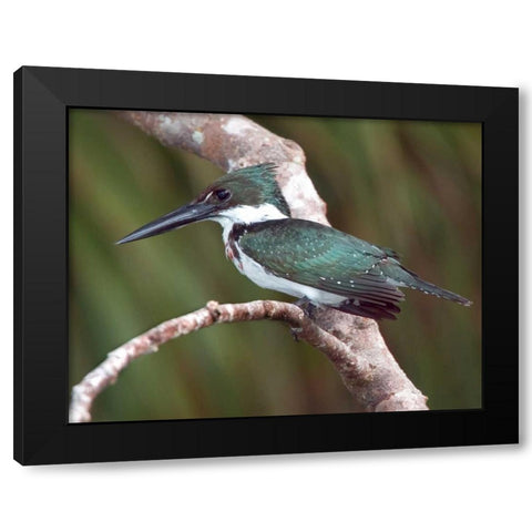 Brazil, Pantanal Green kingfisher on tree limb Black Modern Wood Framed Art Print with Double Matting by Williams, Joanne